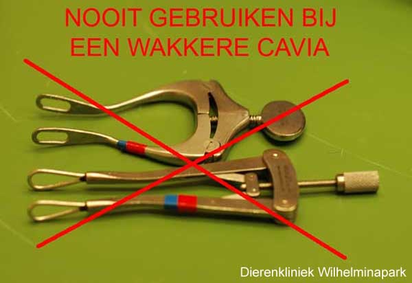 Dit zijn beksperders: GEBRUIK GEEN BEKSPERDER ZONDER VERDOVING bij een cavia of een konijn